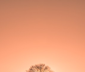 成熟卵泡1919（成熟卵泡19Ⅹ18多久排卵）